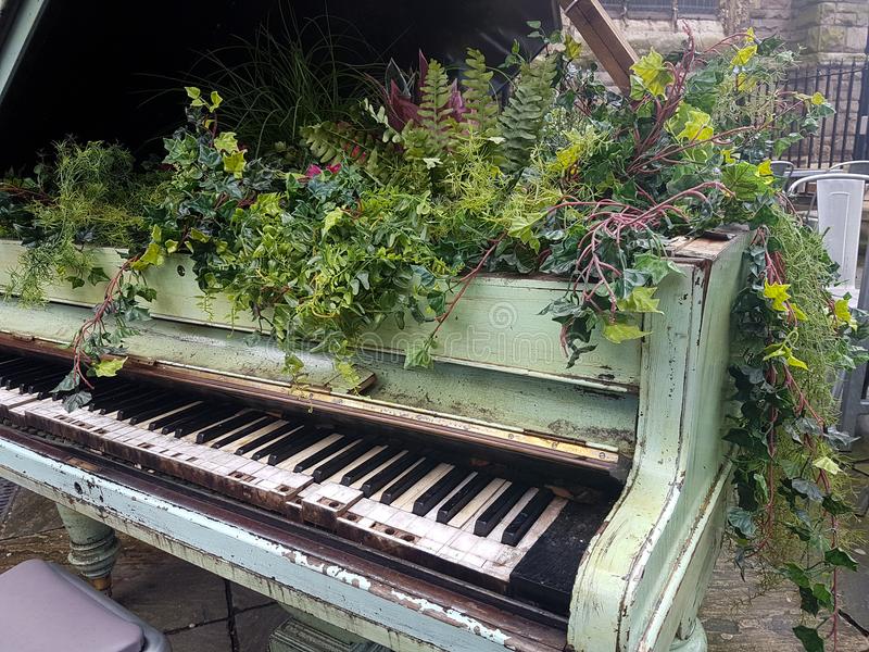 La musique des plantes…